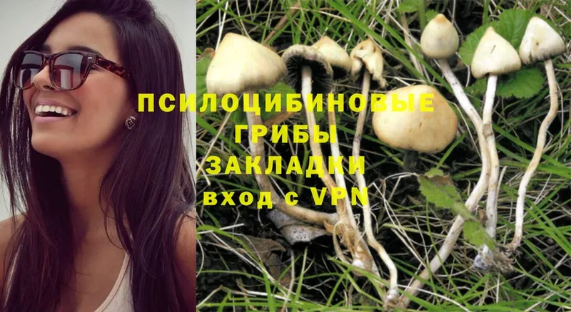 Псилоцибиновые грибы Psilocybe  где продают наркотики  Уссурийск 